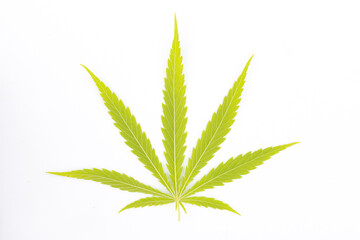 canabis leaf on marijuana field farm sativa weed hemp hash plantation