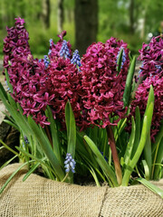 Canvas planters with burgundy hyacinths and muscari on a bench hollowed out in a recumbent tree trunk in a park on Elagin Island in St. Petersburg.