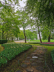 Large flower beds with red and other tulips between them, a path laid out of tree cuts on a spring day among the trees. The festival of tulips on Elagin Island in St. Petersburg.