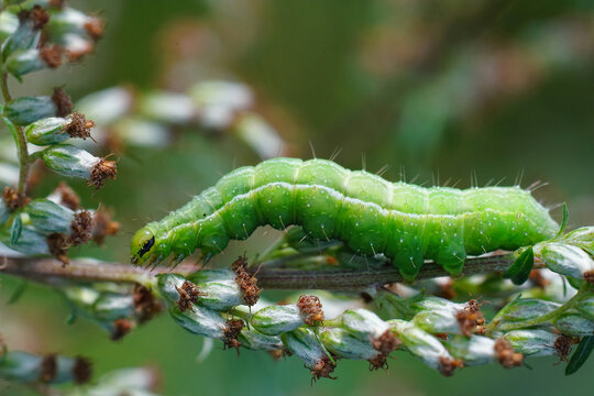 Closeup on the green caterpillar of the Silver Y moth, Autographa gamma