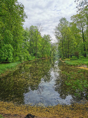 A pond in flower pollen among trees on a spring cloudy day in a park on Elagin Island in St. Petersburg.