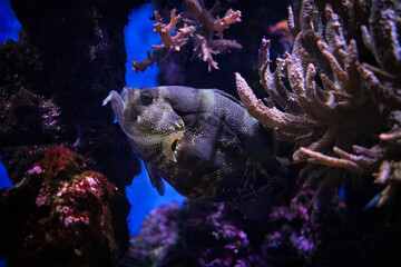 Spotted soapfish Pogonoperca punctata fish underwater in sea