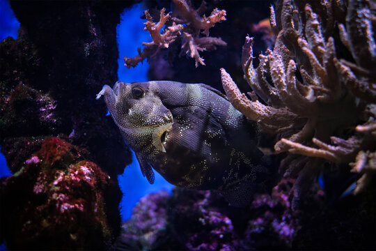 Spotted soapfish Pogonoperca punctata fish underwater in sea