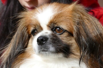 closeUp kleiner Hund. Sie blickt andächtig zur Seite an der Kamera vorbei. Tibet Spaniel, Tibetan...