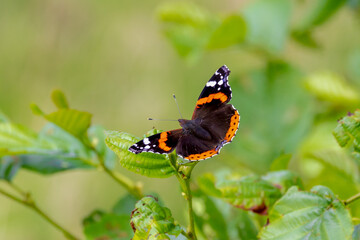 Fototapeta na wymiar Selective focus of small butterfly Red admiral on green leaves, Vanessa atalanta colourful butterfly in summer, The previously or red admirable, Wildlife of insects.