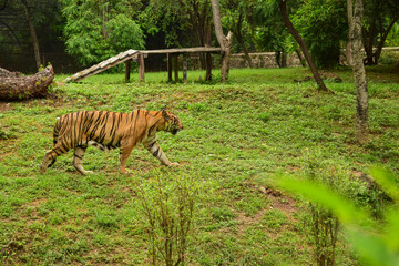 Wild Animal A Big Tiger Walking In Zoological Park 