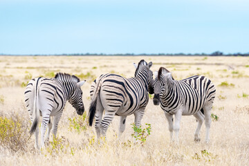 Naklejka na ściany i meble African plains zebra family on the dry brown savannah grasslands