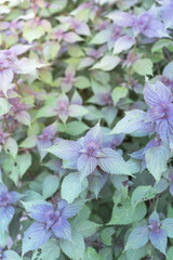 Close up Vietnamese Perilla Frutescens leaves and stems from organic herb garden in Texas, USA