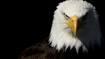  American Bald Eagle © Jeeva