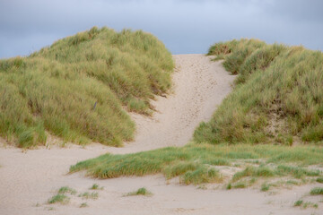 Sommerliche Landschaftsansicht des Sandstrandwegs zwischen den Dünen an der niederländischen Nordseeküste mit europäischem Marramgras (Strandgras) entlang des Deichs unter blauem, klarem Himmel, Noord Holland, Niederlande.