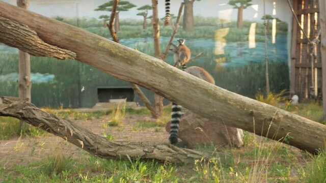 beautiful lemurs on a branch, biopark. animals in nature, business tourism. close up