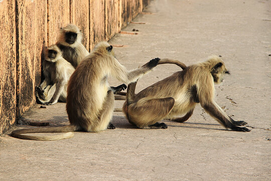 Different activities and moods of two pairs of monkeys