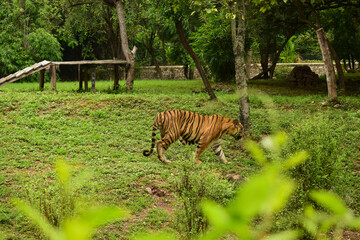 Wild Animal A Big Tiger Walking In Zoological Park Stock Photograph Image