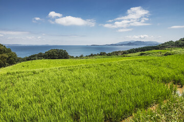 Fototapeta premium 【香川県 豊島】米の稲を育てる夏の唐櫃棚田 旅 