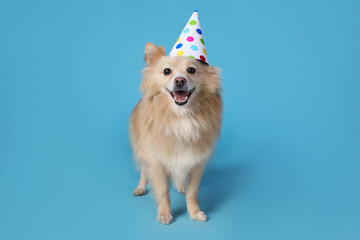 Cute dog with party hat on light blue background. Birthday celebration