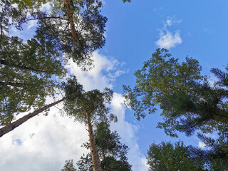 Bottom view of the crowns of deciduous trees and ship pines against a beautiful sky with clouds.