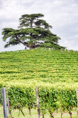 The world famous cedar of Lebanon of La Morra, in the hilly region of Langhe (Piedmont, Northern Italy), surrounded by the vineyards. Is UNESCO site since 2014.