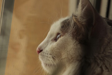 kot  siedzący  na  parapecie  patrzy  w  okno   na  ulicę  