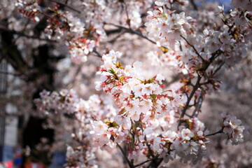 桜