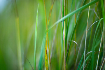 Natural strong blurry background of green grass blades close up. Fresh grass meadow in sunny morning. Copy space