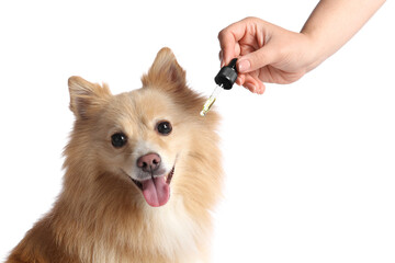 Woman giving tincture to cute dog on white background, closeup