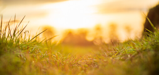 Natural strong blurry background of green grass blades close up. Fresh grass meadow in sunny...