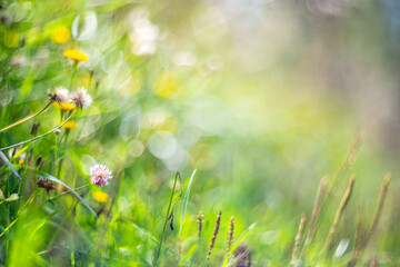 Natural strong blurry background of green grass blades close up. Fresh grass meadow in sunny morning. Copy space