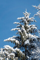 Young Spruce Tree Covered With Snow
