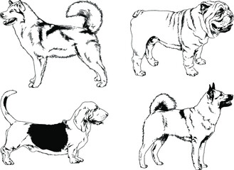 vector drawings sketches pedigree dogs and cats  drawn in ink by hand , objects with no background