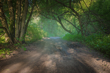 Obraz premium Country road in natural forest in summer season