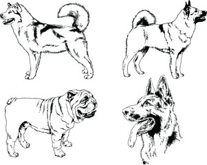 vector drawings sketches pedigree dogs and cats  drawn in ink by hand , objects with no background