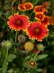 red,yellow, ORANGE FLOWERS OF GAILARDIA PLANT IN A GARDEN