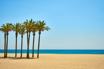 Obraz na płótnie Canvas palm trees on a sandy beach over blue sky and calm sea