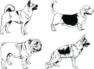 vector drawings sketches pedigree dogs and cats  drawn in ink by hand , objects with no background