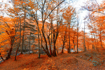 Obraz premium Autumn and trees in the forest. It's leaf fall time.