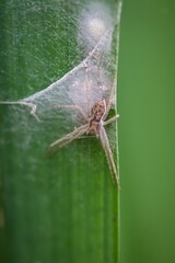 Eine Kräuseljagdspinne, Spinne sitzt auf dem Blatt einer Wasserlilie.
