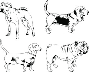 vector drawings sketches pedigree dogs and cats  drawn in ink by hand , objects with no background