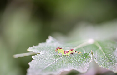 Portrait, Nahaufnahme einer Schmetterlingsraupe an einer Pflanze.