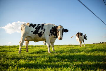 Troupeau de vaches laiti&egrave;res dans la nature au milieu des champs.