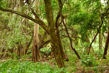 Deep Natural Rainy forest/Jungle In India Big Trees And Tree Branches Stock Photograph image