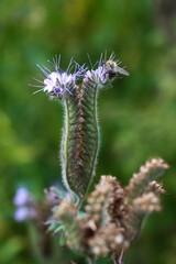 Eine noch geschlossene Büschelblume, Phacelia tanacentifolia.