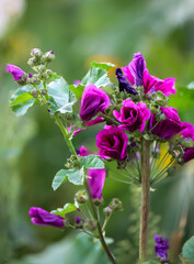 Eine lilafarbene Baumförmige Strauchmalve, Malva arborea.