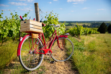 Caisse de bouteilles de vin dans les vignes abandonnées par le viticulteur avec son vieux vélo...