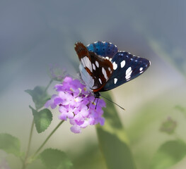 Motyl pokłonnik anonyma Limenitis reducta na kwiatku - obrazy, fototapety, plakaty