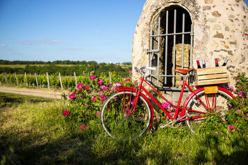 Fototapeta na wymiar Vieux vélo rouge dans les vignes en Anjou.