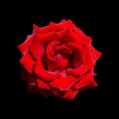 Cut out flower on isolated background, with clipping path © Norbert