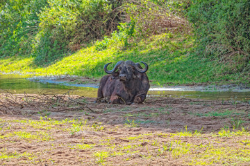 Tanzania, Serengeti park - African buffalo.