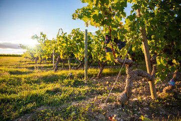 Paysage de vigne au soleil avant les vendanges en France.