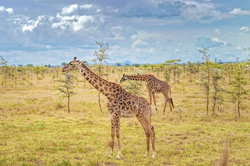 Tanzania, Serengeti park – Giraffe.