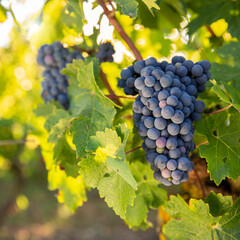 Grappe de raisin noir ou pourpre dans les vignes avant les vendanges.